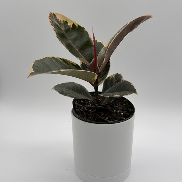 How to Care for Variegated Ficus Tineke