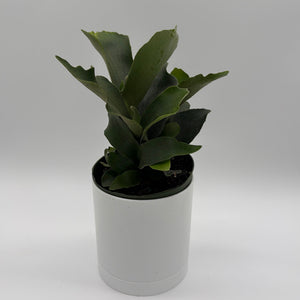 How to Care for Platycerium Bifurcatum (Staghorn Fern)