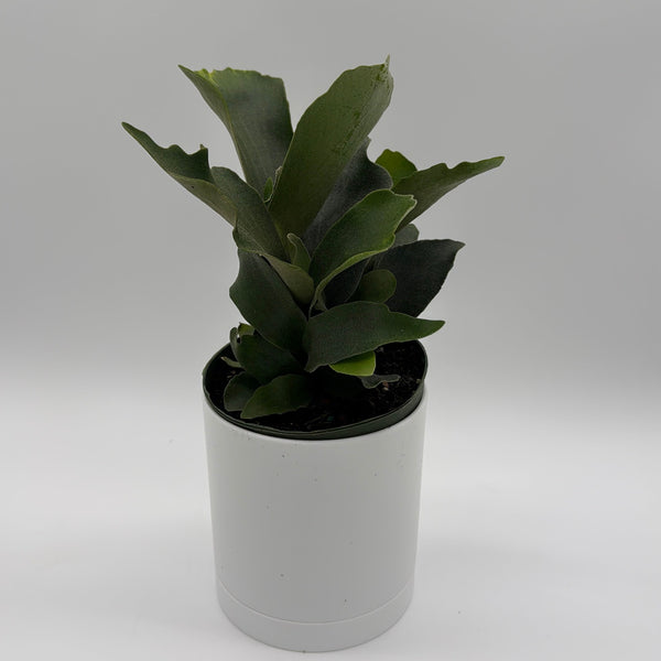 How to Care for Platycerium Bifurcatum (Staghorn Fern)
