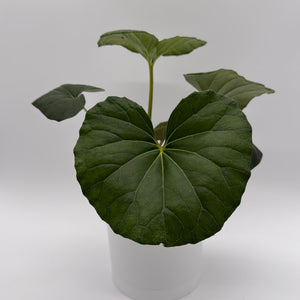 How to Care for Farfugium Japonicum Giganteum
