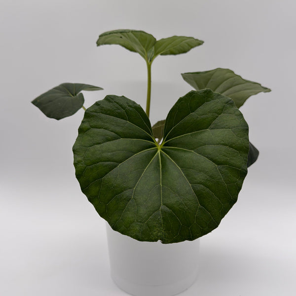 How to Care for Farfugium Japonicum Giganteum