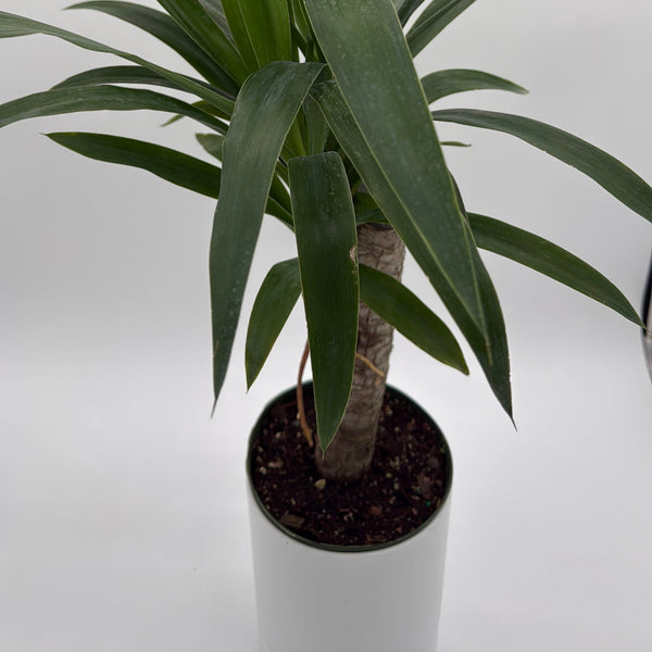 How to Care for Dracaena Yucca Cane