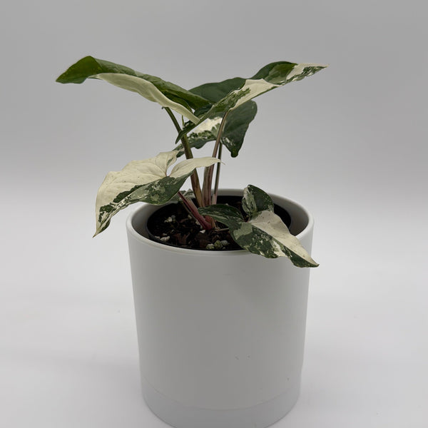 How to Care for Syngonium Albo