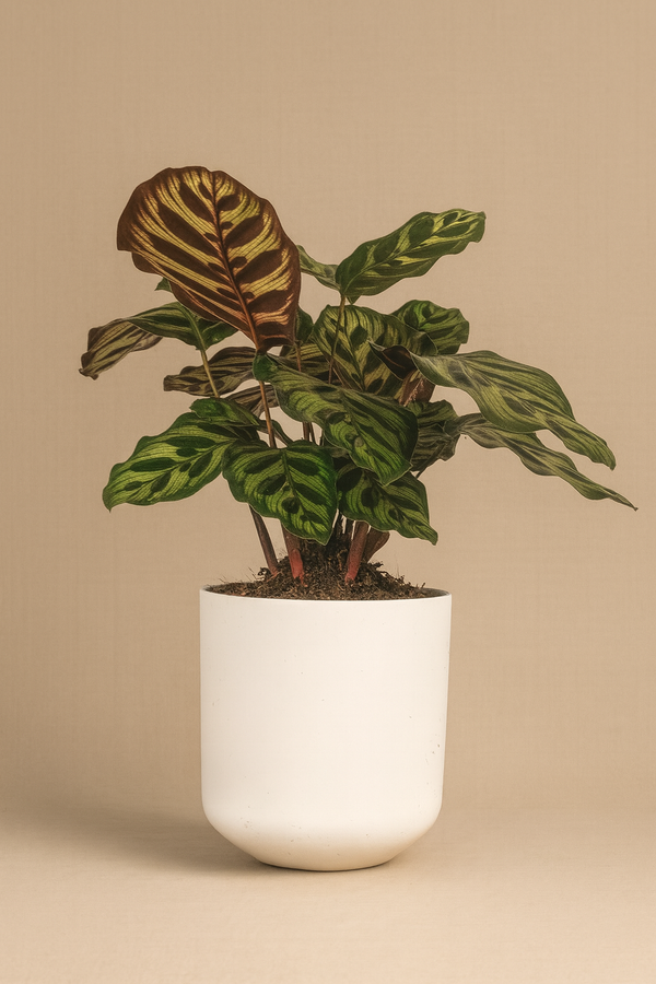 Calathea Care Tips