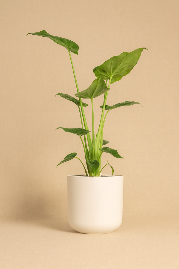 Alocasia Care Tips