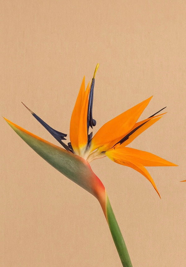 Bird of Paradise Care Tips