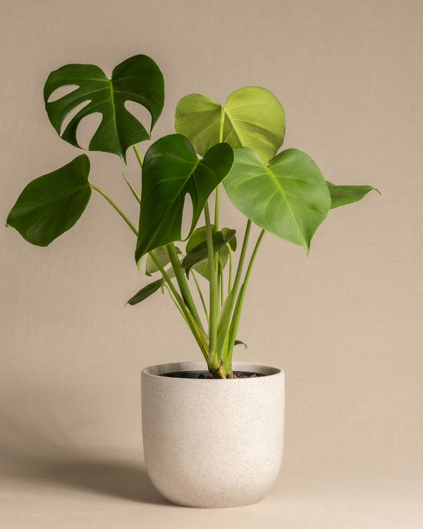 Monstera Care Tips