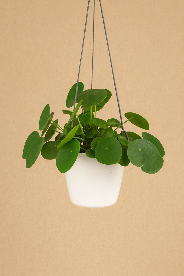 Pilea Care Tips