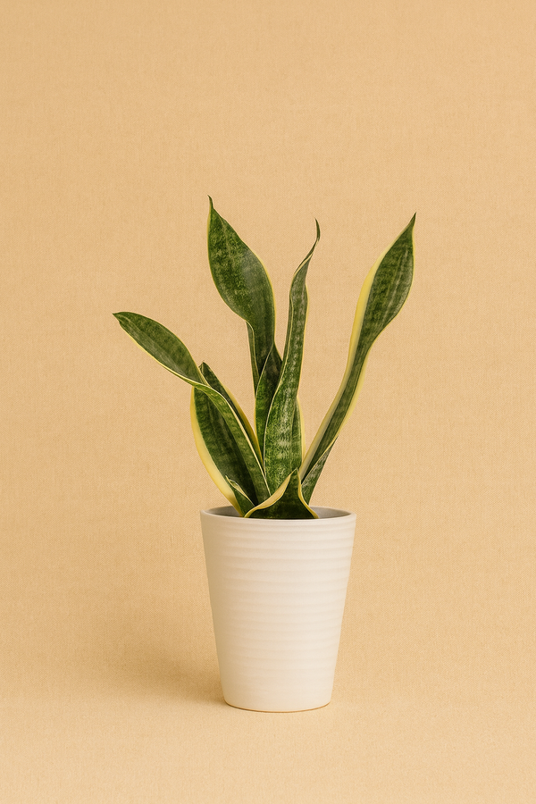 Sansevieria (Snake Plant) Care Tips