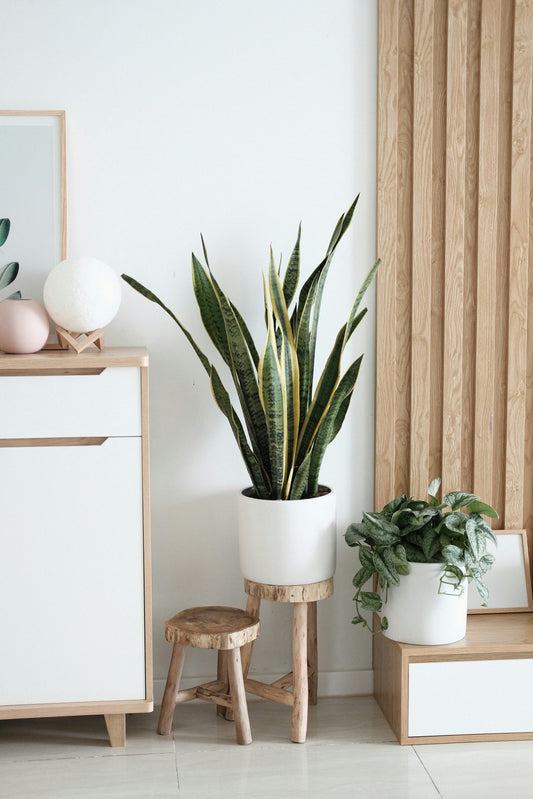 How Often Should I Water My Houseplants?