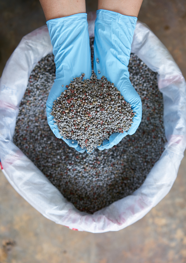 How to Fertilize Your Houseplants