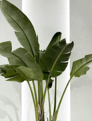 How to Repot Houseplants