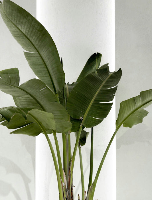 How to Repot Houseplants