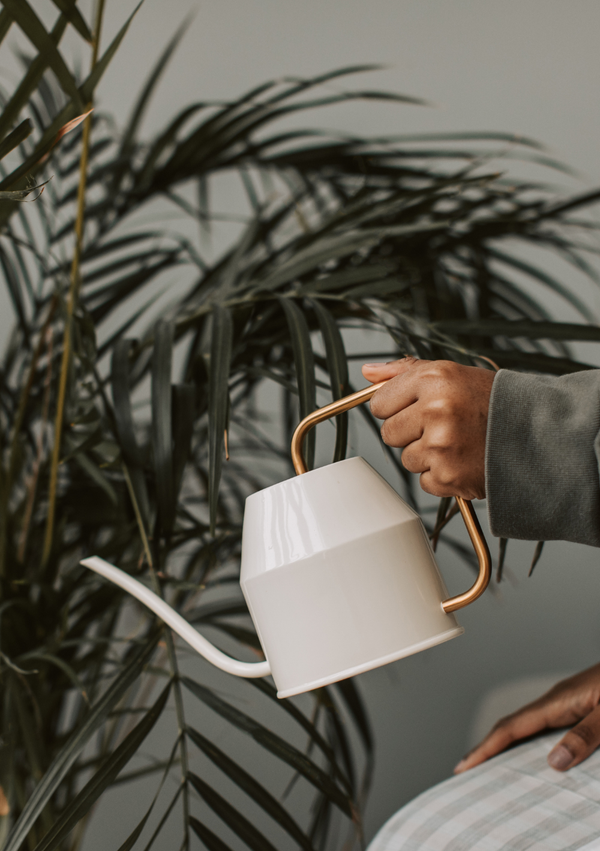 Signs You Are Overwatering Your Plant