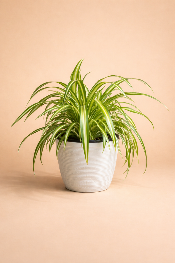 Spider Plant Care Tips