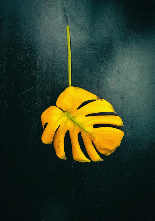 Why Does My Plant Have Yellow Leaves?