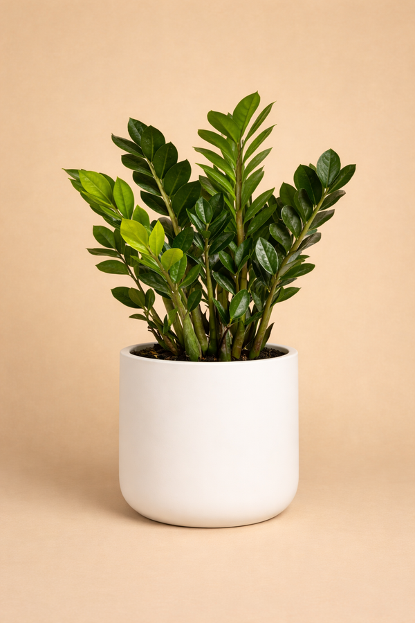 ZZ Plant Care Tips