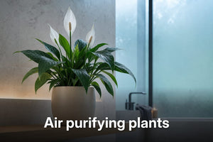 Low-angle close-up of a peace lily on a shelf showcasing Air purifying plants in a serene bathroom