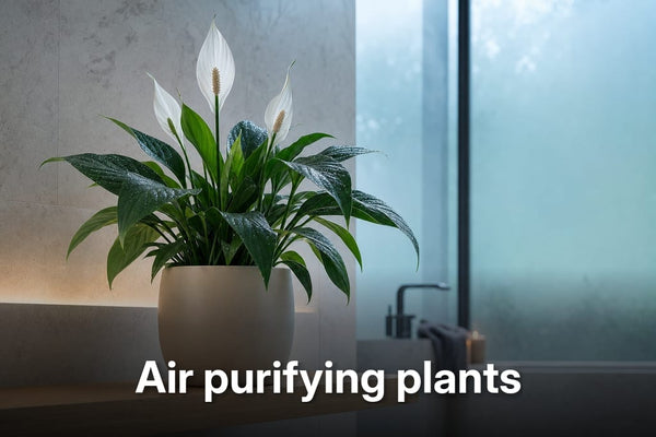 Low-angle close-up of a peace lily on a shelf showcasing Air purifying plants in a serene bathroom