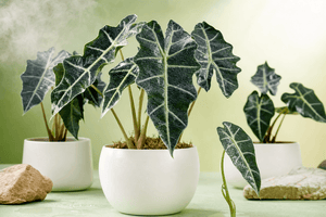 Alocasia Care Guide for Light, Watering, Humidity, and Pests