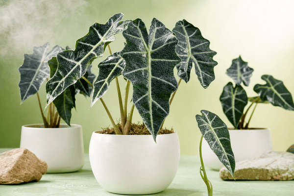 Alocasia Care Guide for Light, Watering, Humidity, and Pests