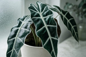Moody ultra-close portrait of a glossy alocasia Polly with silvery white veins