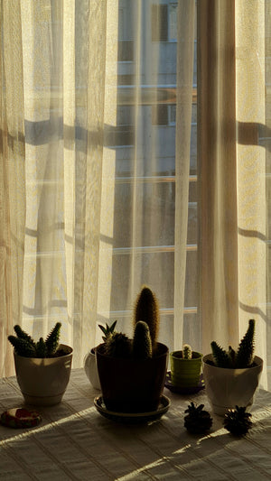 How to Propagate Your Plants