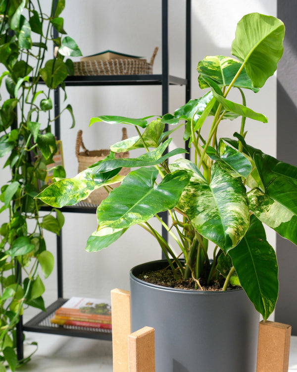 How to Get Rid of Fungus Gnats