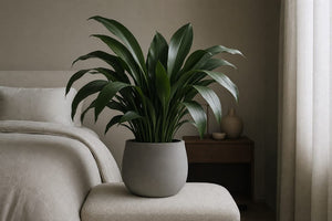 Mature cast iron plant on a cream bench in a tranquil bedroom, houseplants for low light