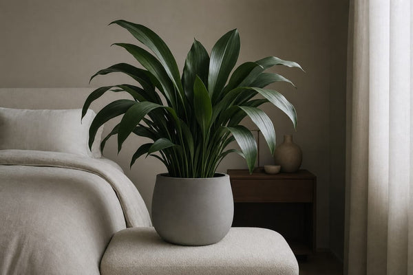 Mature cast iron plant on a cream bench in a tranquil bedroom, houseplants for low light