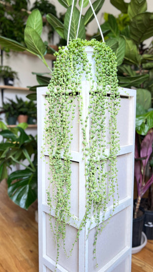 How to Care for String of Pearls (Curio Rowleyanus)