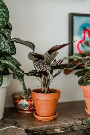 How to Keep Your Plants Alive While You’re on Vacation