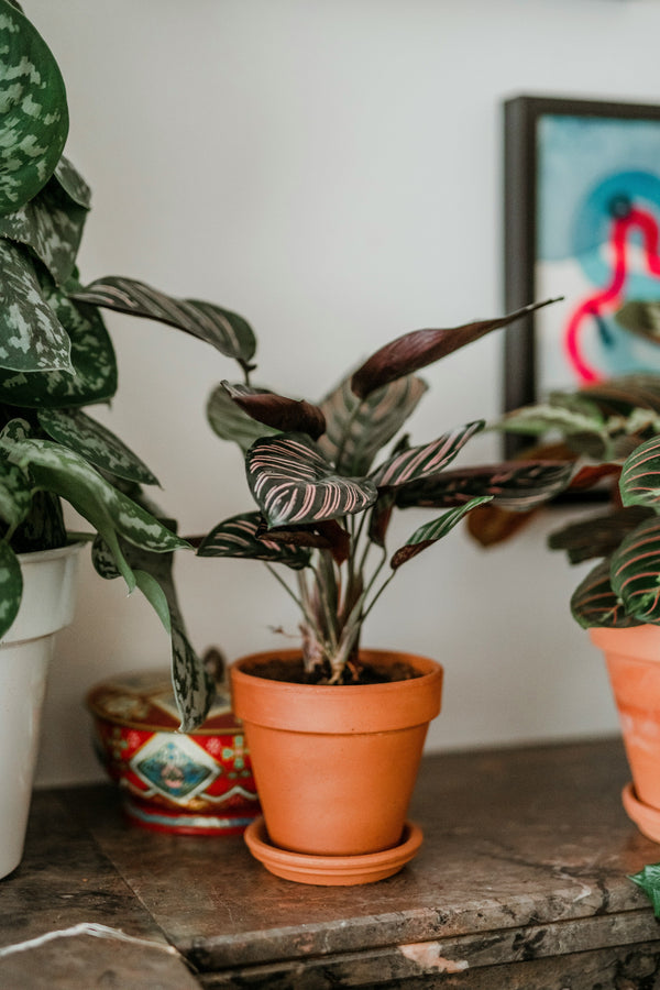 How to Keep Your Plants Alive While You’re on Vacation