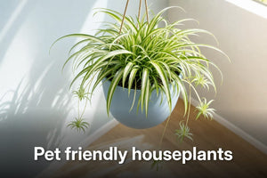 Mature variegated spider plant in a dusty-blue hanging planter, an example of Pet friendly houseplants