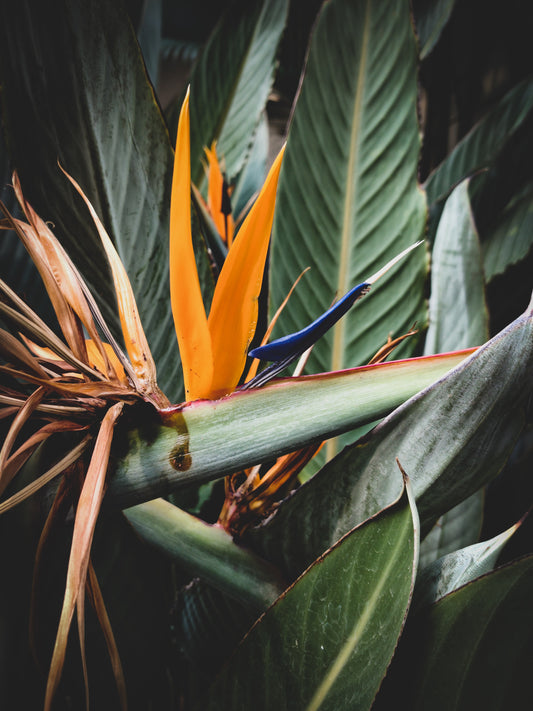 Care Tips for Bird of Paradise (Strelitzia Reginae)