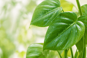Philodendron Care Guide for Light, Water, Humidity, and Problems