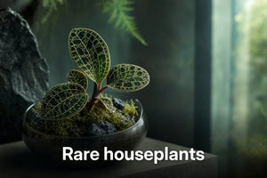 Cinematic macro shot of a jewel orchid in a smoked-glass terrarium, Rare houseplants spotlight