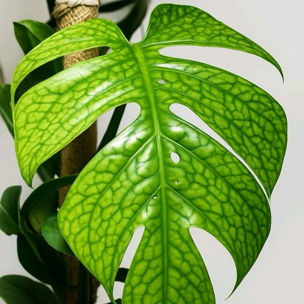 How to Care for Monstera Amydrium Silver (Spiderman Monstera)