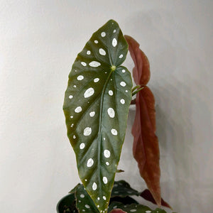 How to Care for Begonia Maculata