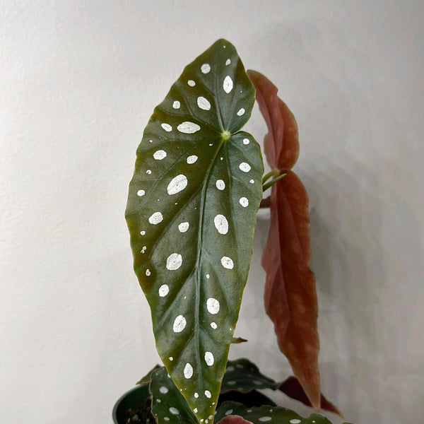 How to Care for Begonia Maculata