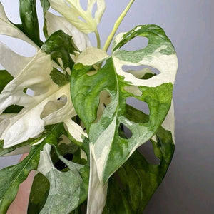 How to Care for Variegated Monstera Adansonii
