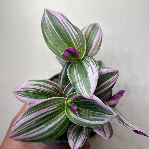How to Care for Tradescantia Nanouk