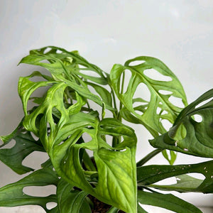 How to Care for Monstera Esqueleto