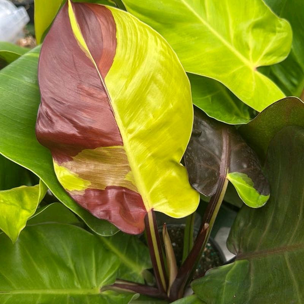 How to Care for Variegated Philodendron Red Moon