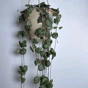 How to Care for String of Hearts (Ceropegia)