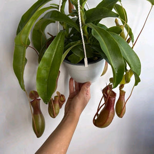 How to Care for Nepenthes Alata
