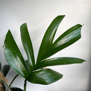 How to Care for Rhaphidora Decursiva Dragon Tail