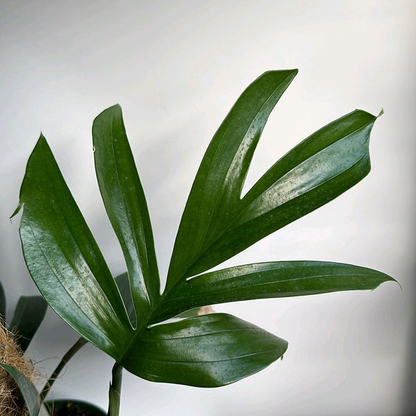 How to Care for Rhaphidora Decursiva Dragon Tail