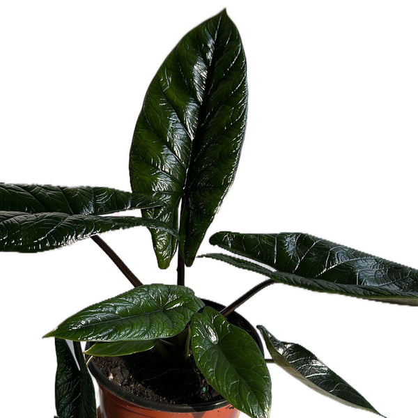 How to Care for Alocasia Scalprum Jewel