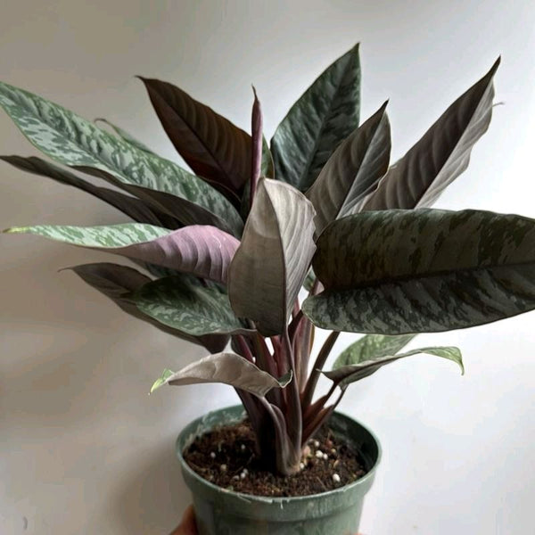 How to Care for Homalomena Purple Sword